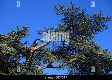 Trimming large Cedar Tree with broken branches Stock Photo