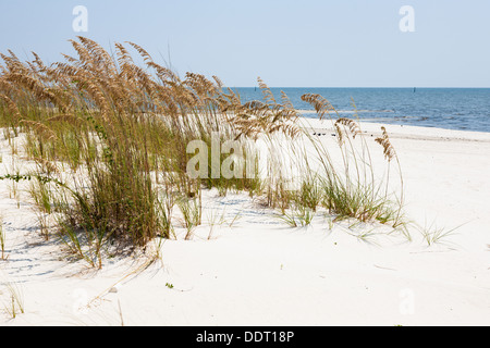 Sea oats provide erosion control on man made sand beach on the Gulf of ...