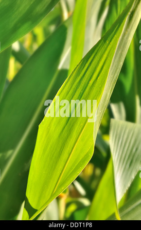 maize verdant leaves under the sun Stock Photo