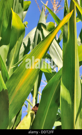 maize leaves verdant and yellowing under the sun Stock Photo