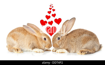 Tow cute rabbits in love on white background Stock Photo