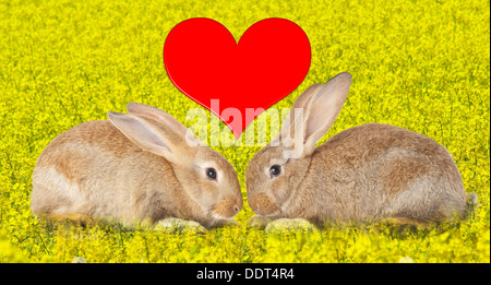 Tow cute rabbits in love on flowery field Stock Photo