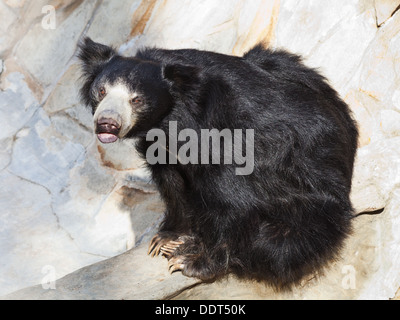 indian sloth bear outdoors in summer day Stock Photo