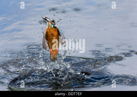 kingfisher emerging from the water surface with a fish Stock Photo