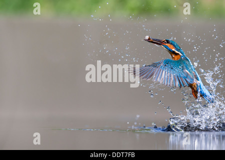 kingfisher emerging from the water surface with a fish Stock Photo