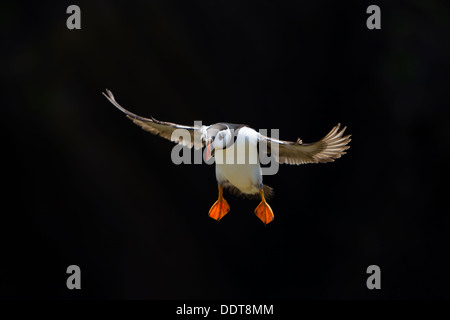 Puffin in flight against a dark rock background Stock Photo