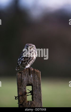 A little owl perched on an old farm fence post Stock Photo
