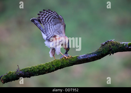 Sparrow hawk eating prey on the branch of a tree against a clear diffused green background Stock Photo