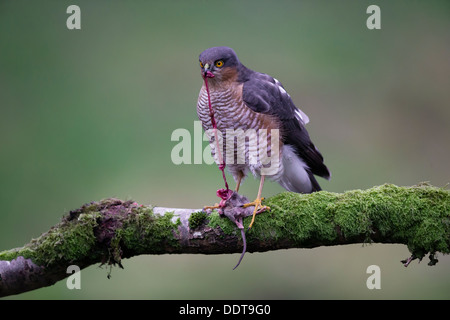 Sparrow hawk eating prey on the branch of a tree Stock Photo