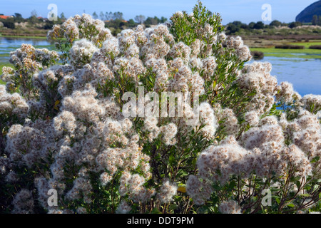 Eastern Baccharis (Baccharis halimifolia). Marismas De Santoña Natural Reserve, Cantabria, Spain, Europe Stock Photo