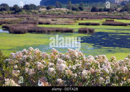 Eastern Baccharis (Baccharis halimifolia). Marismas De Santoña Natural Reserve, Cantabria, Spain, Europe Stock Photo