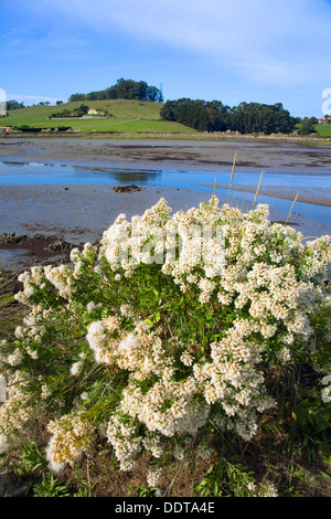 Eastern Baccharis (Baccharis halimifolia). Marismas De Santoña Natural Reserve, Cantabria, Spain, Europe Stock Photo