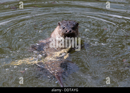 Otter lying on its back in the water eating a large eel Stock Photo