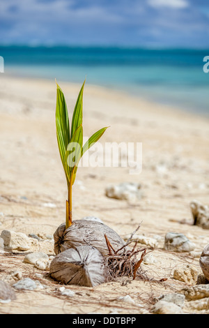 A lone young coconut palm sprout growing from seed beside ocean on Amuri beach - Cook Islands, Aitutaki Island, South Pacific Stock Photo