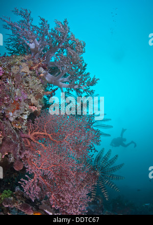 Close-focus wide-angle of red sea fan and purple soft coral tree back lit by aqua blue water with diver silhouette. Raja Ampat, Indonesia Stock Photo