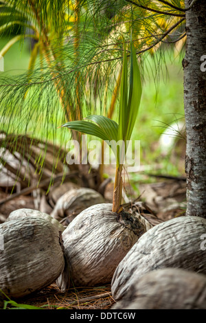Young coconut palm sprout growing from seed beside ocean on Amuri beach, Aitutaki Island - Cook Islands, Aitutaki, South Pacific Stock Photo