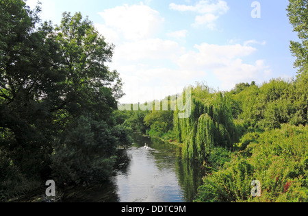A quiet stretch of the River Wensum viewed from the Marriott's Way long distance footpath at Lenwade, Norfolk, England, UK. Stock Photo