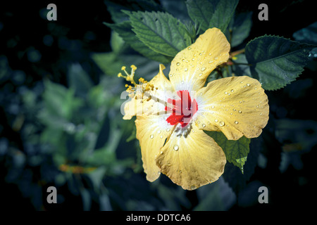 Polynesian yellow hibiscus flower in bloom with red center & rain drops on petals - Cook islands, Aitutaki Island, Pacific Ocean Stock Photo