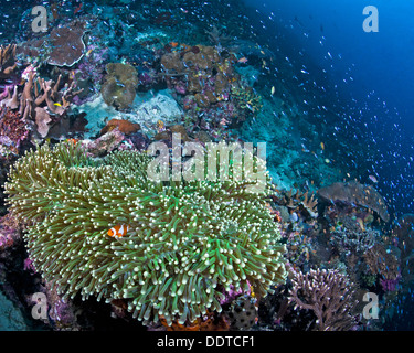 Seascape image of bright orange clownfish nestling in fluorescent green anemone on coral reef reef. Raja  Ampat, Indonesia. Stock Photo