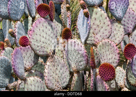 Cactus, Opuntia gosseliniana v. santa rita, Violet Prickly Pear Cactus, Huntington Library Gardens, San Marino, California, USA Stock Photo