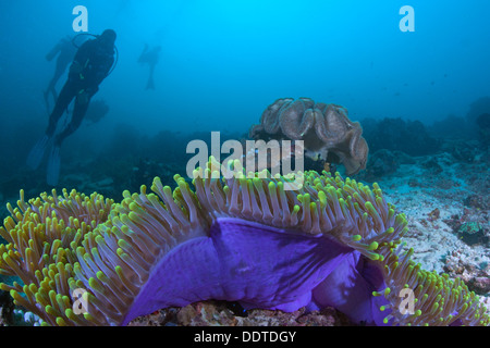 Fluorescent green and purple carpet anemone with divers silhouetted in blue water background. Raja Ampat, Indonesia Stock Photo