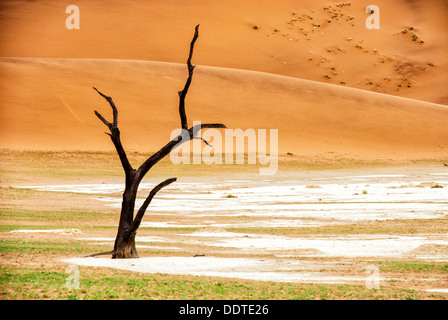 Dead Camelthorn Tree, Acacia erioloba, in the salt pan of Dead Vlei, Namib-Naukluft National Park, Sossusvlei, Namibia, Africa Stock Photo
