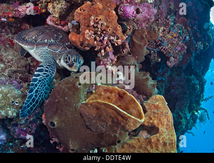 Hawksbill sea turtle, Eretmochelys imbricata, leaves cave in wall reef. Bunaken Island, Indonesia Stock Photo