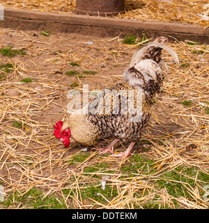 A Cockerel at Hazel Brow Farm in the village of Low Row in Swaledale , North Yorkshire, England, Britain, Uk