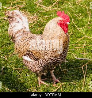 A Cockerel at Hazel Brow Farm in the village of Low Row in Swaledale , North Yorkshire, England, Britain, Uk Stock Photo