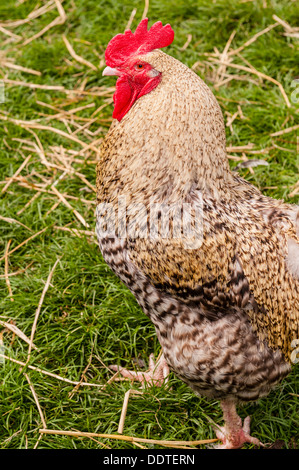 A Cockerel at Hazel Brow Farm in the village of Low Row in Swaledale , North Yorkshire, England, Britain, Uk