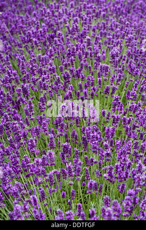 Lavandula angustifolia 'Hidcote'. Lavender bed at the edge of  a vegetable garden. Stock Photo