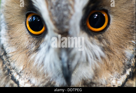 Close of eyes and face of a captive Long Eared Owl. Asio otus. Stock Photo