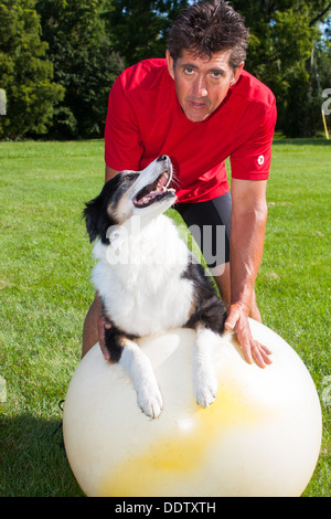 A happy relaxed dog on a yoga ball looks up at his trainer Stock Photo