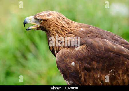 Horizontal portrait of Golden Eagle, Aquila chrysaetos, mouth open. Stock Photo