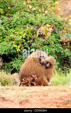 Vertical portrait of family of Olive baboons with baby, Papio anubis. Stock Photo