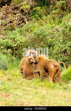 Vertical portrait of Group of Olive baboons, Papio anubis. Stock Photo