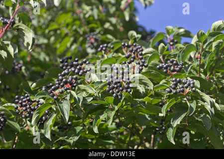 Common Dogwood, Dogberry, fruit, Blutroter Hartriegel, Früchte, Cornus sanguinea, Cornouiller sanguin Stock Photo