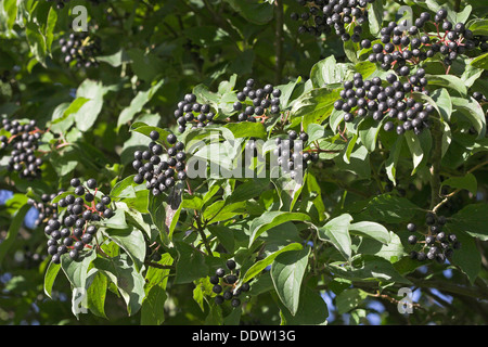 Common Dogwood, Dogberry, fruit, Blutroter Hartriegel, Früchte, Cornus sanguinea, Cornouiller sanguin Stock Photo