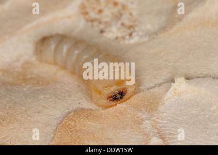 Violet tanbark beetle, larva, larvae, Blauvioletter Scheibenbock, Veilchenbock, Blauer Scheibenbock, Larve, Callidium violaceum Stock Photo