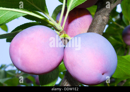 Two large ripe plum among green leaves on a tree branch. Stock Photo