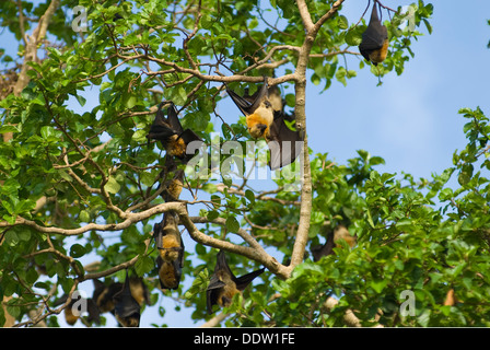 Seychelles Fruit Bats resting in a tree on Chole Island (Tanzania) during day time Stock Photo
