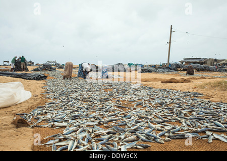 People turning fish to dry in the sun on the beach in Negombo on august 12, 2013 Stock Photo