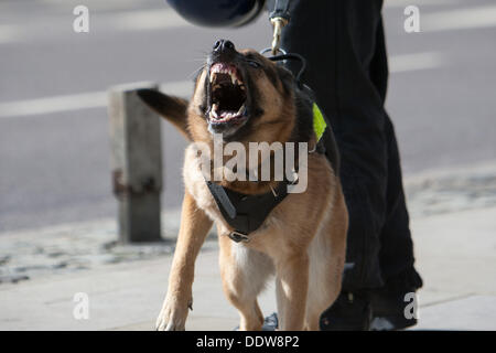 London, UK. 07th Sep, 2013. Police dog snarls during far right EDL (English Defence League) hold march and rally in East London. London, UK, 7th September 2013 Credit:  martyn wheatley/Alamy Live News Stock Photo