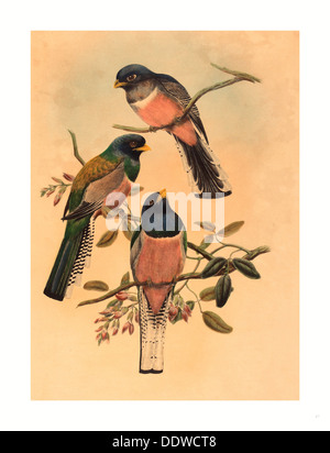 John Gould and W. Hart (British, 1804  1881 ), Trogan variegatus, probably 1836 1838, colored lithograph Stock Photo