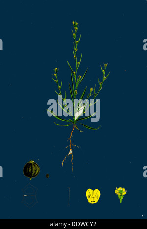 Bupleurum tenuissimum; Slender Hare's-ear Stock Photo