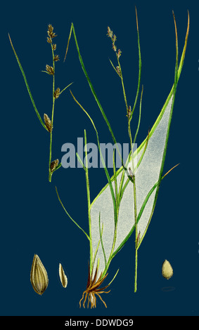 Carex remota; Distant-spiked Sedge Stock Photo