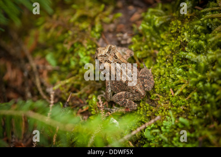 a spotted frog sitting on mossy ground Stock Photo