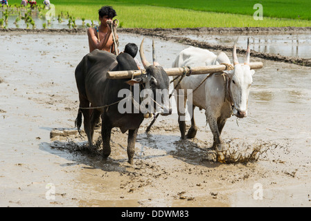 Indian farmer preparing and leveling a new rice paddy field using a level pulled by indian cows. Andhra Pradesh, India Stock Photo