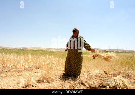 Manual wheat harvesting with a sickle Stock Photo - Alamy
