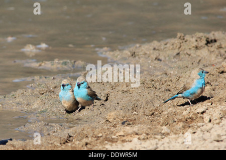 Blue Waxbill - Wild Bird Background and Beauty of Color from Africa. Stock Photo